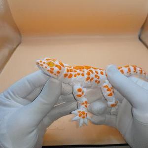 gecko_flexi_multicolor_printinplace