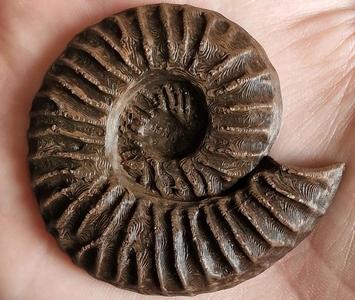 Ammonite Fossil Magnet   