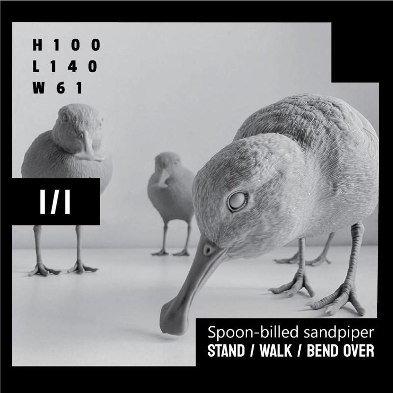 Spoon-billed sandpiper Stand Walk Bend over version