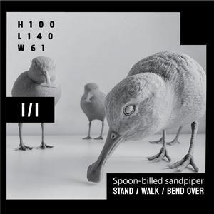 Spoon-billed sandpiper Stand Walk Bend over version