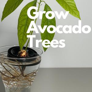Grow Avocado Seed - Avocado Float