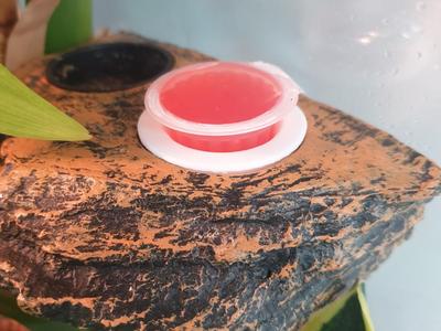 gecko jelly cup/holder