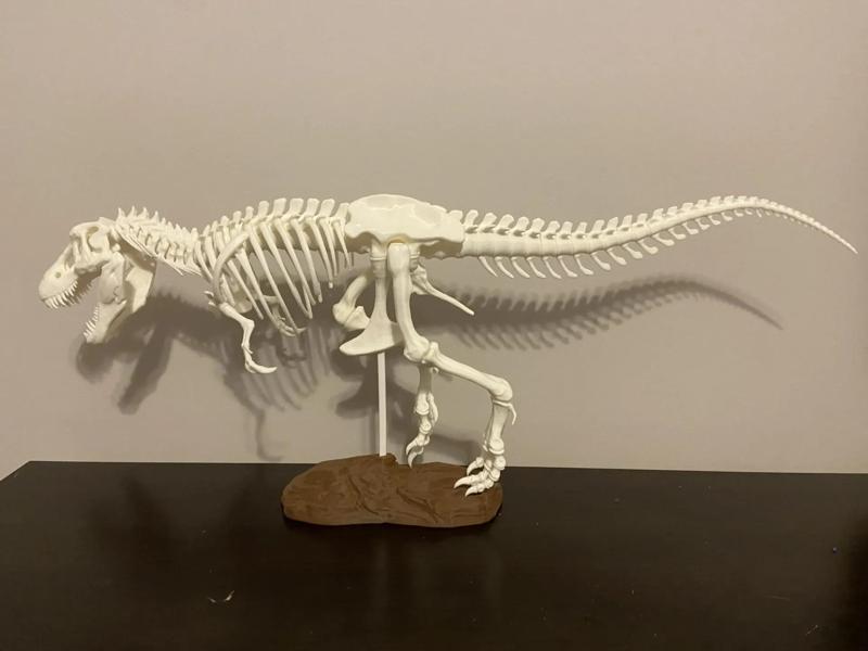 Tyrannosaurus Rex Skeleton 250% Reinforced Tyrannosaurus Rex Skeleton 