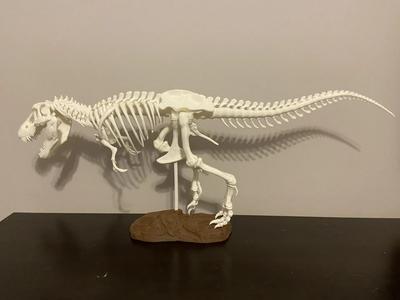 Tyrannosaurus Rex Skeleton 250% Reinforced Tyrannosaurus Rex Skeleton 