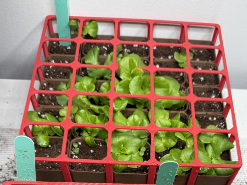 Parametric seed starter 25 cups