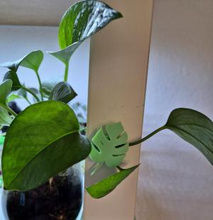 Monstera Wall Plant Clip