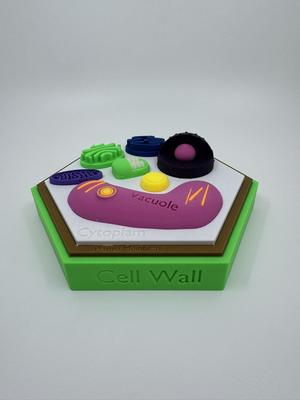 Plant Cell Model w/ Labels