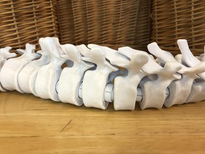 Full-sized Anatomically Correct Articulating Spine