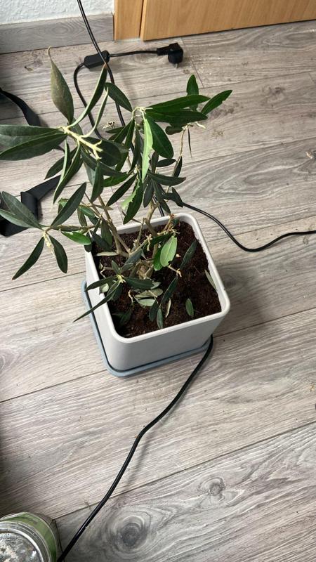 Quadrat pflanzer / Square Planter XL