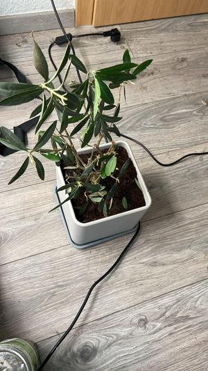 Quadrat pflanzer / Square Planter XL