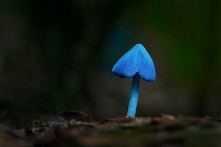 Blue Pinkgill Mushroom STL OBJ FBX  Model for Miniatures