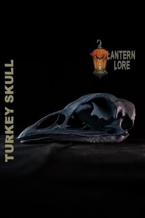 Turkey Skull