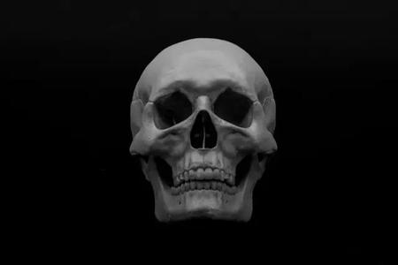 Human Skull