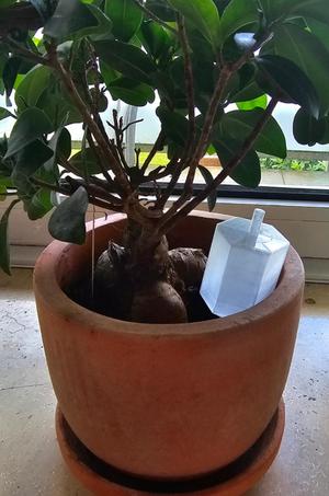 Self-watering pot with Lid