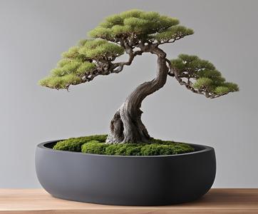 Round Bonsai Pot, Bonsai Planter