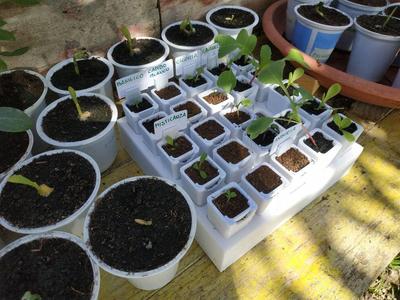 Seed starter tray and accessories