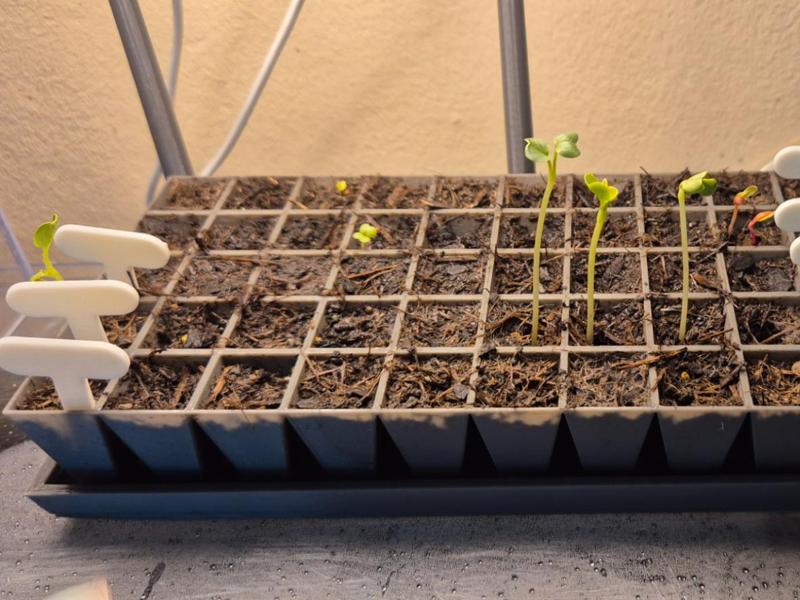 Plant Seed Starter