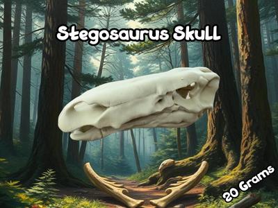 Stegosaurus Skull