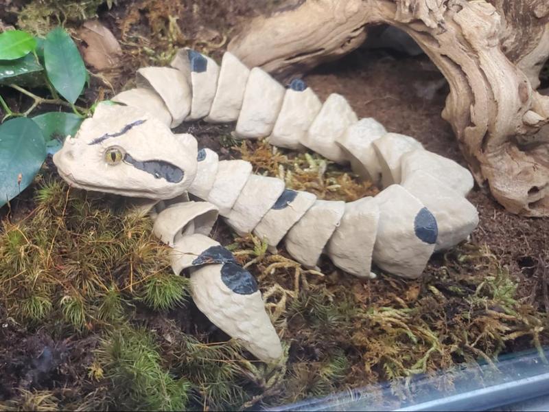 Gaboon Viper