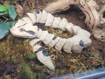 Gaboon Viper