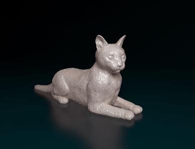 Cat Tabby