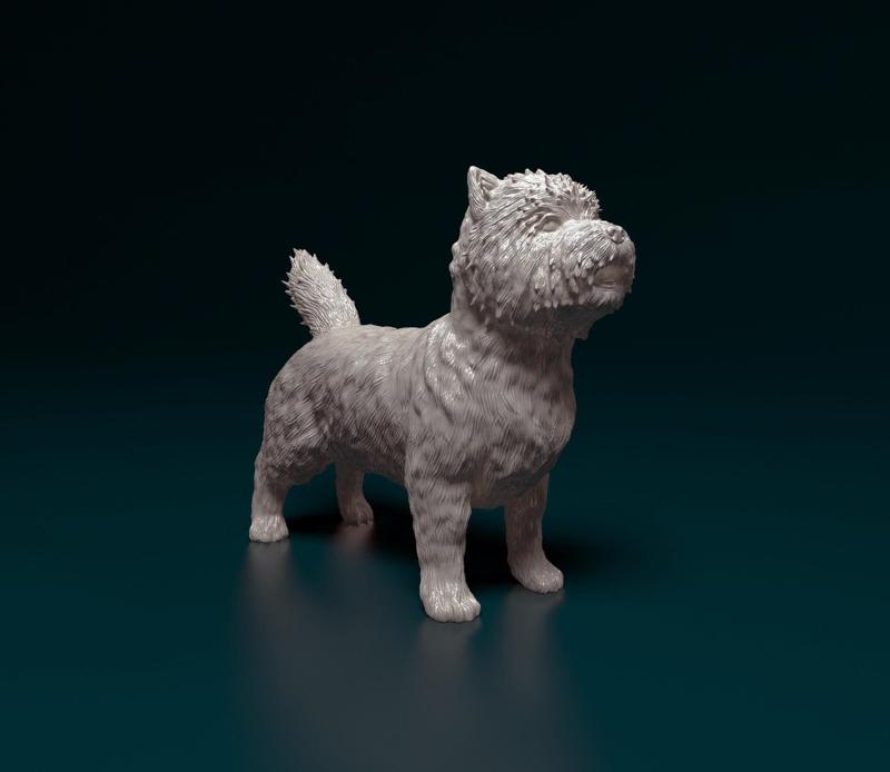 Cairn terrier