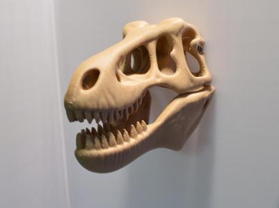 T Rex skull