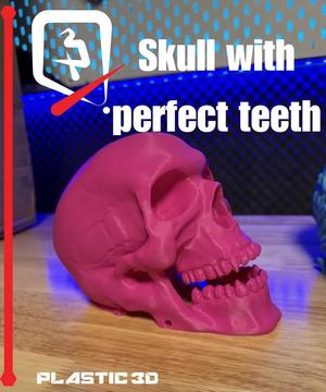 Skull W Perfect Teeth   