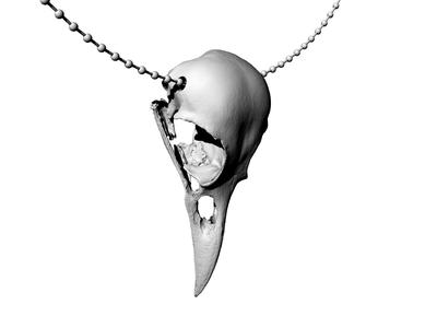 american crow skull