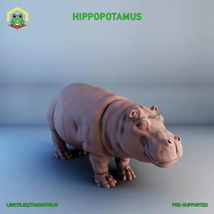 Hippopotamus