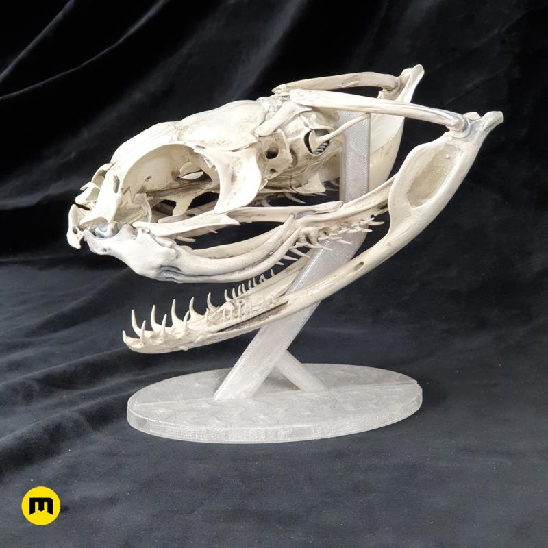 Gaboon Viper Snake Skull (Bitis gabonica)