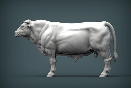 Limousin bull