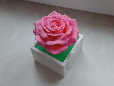 Rose in the pot