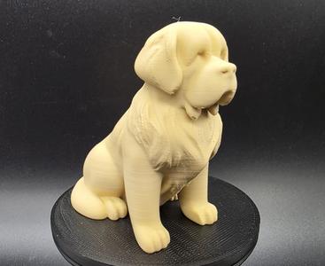 Young St. Bernard Dog