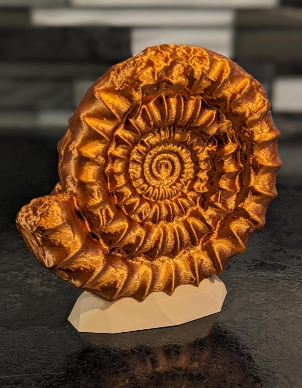 Ammonite Multicolor Display