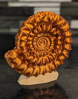 Ammonite Multicolor Display