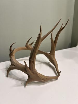 Minos Antlers (Crown Version)