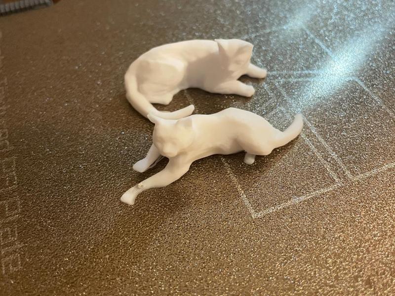 Cat Duo