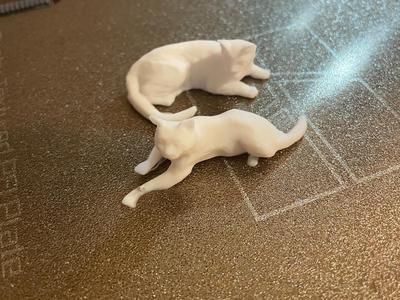Cat Duo
