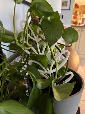Thicc Leafy Plant Trellis