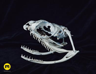 Boiga Snake Skull Dispholidus Typus