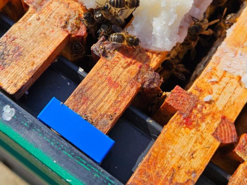 Hive frame markers 