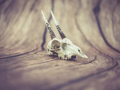 Oribi Skull (Pre Supported)