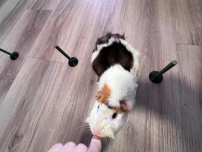 Slalom Agility Guinea pig
