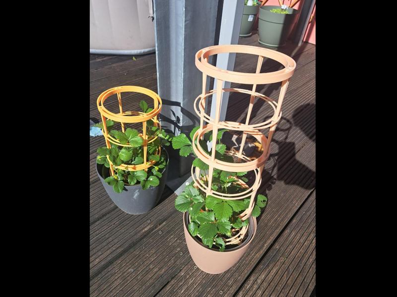 Modular Plant Holder Trellis with Snail Protection