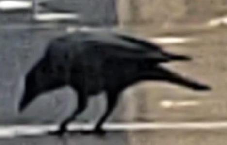 Crow looking