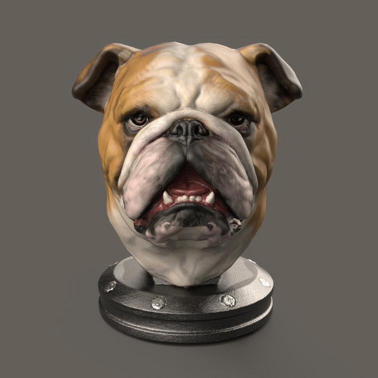 English Bulldog