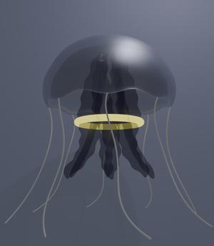 Jellyfish model