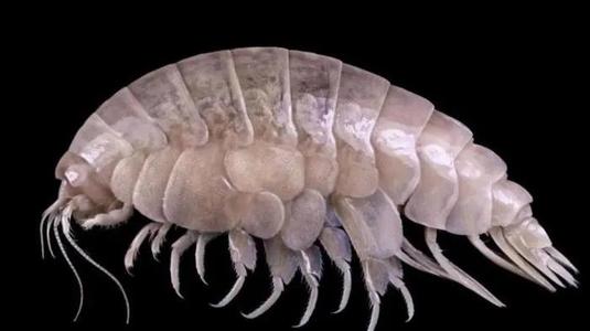 Newly discovered sea creature