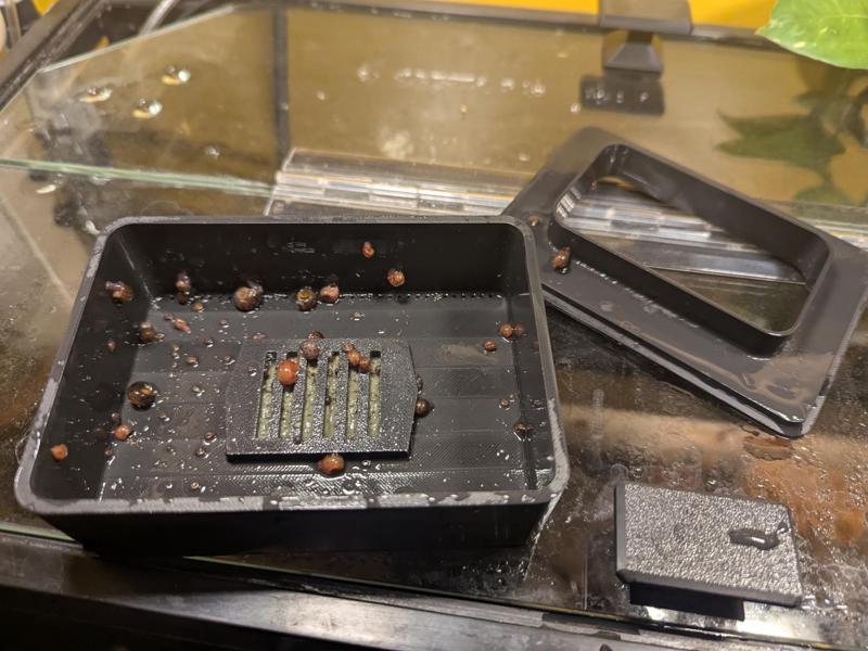 Aquarium snail trap with draining holes